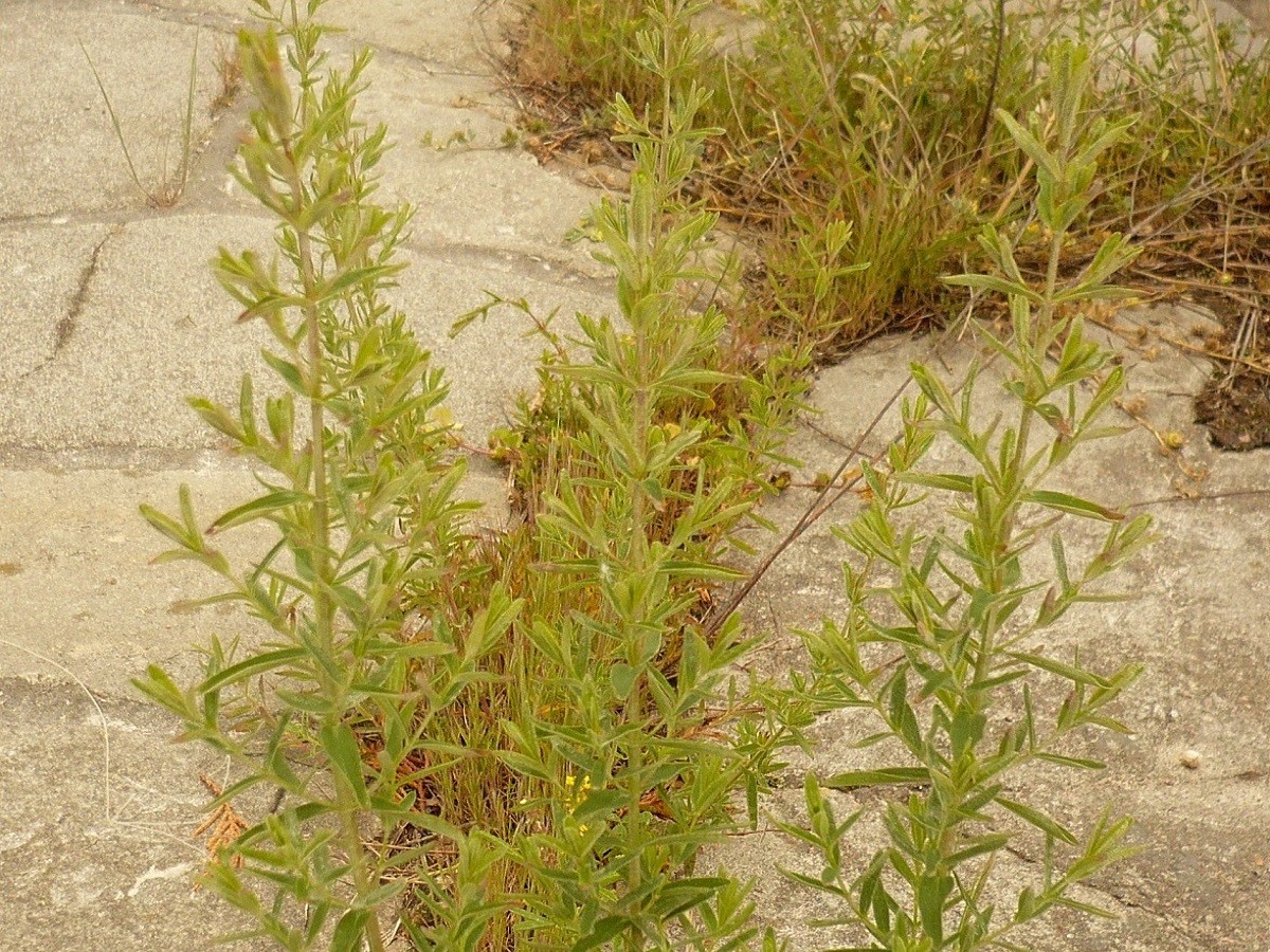 Hypericum perforatum var. angustifolium (Hypericaceae)